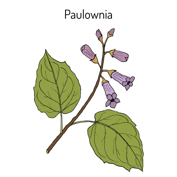 泡桐属观赏植物图片下载