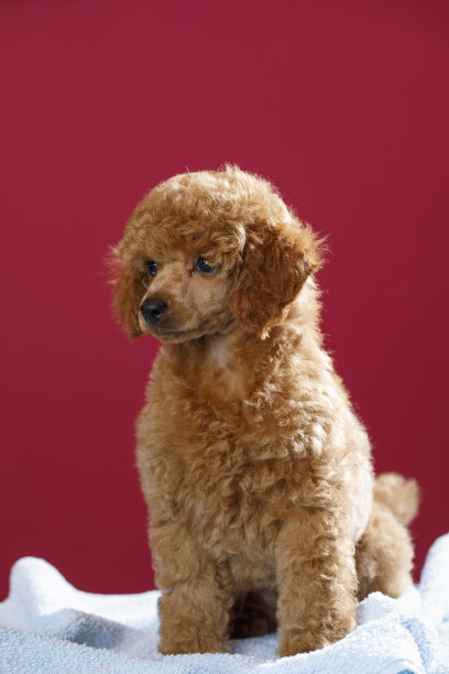 小狗玩具狮子狗在专门的狗美容沙龙图片下载