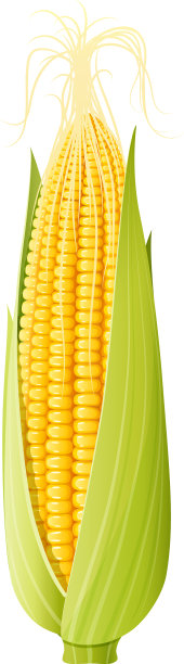 玉米芯是有机食品图片下载