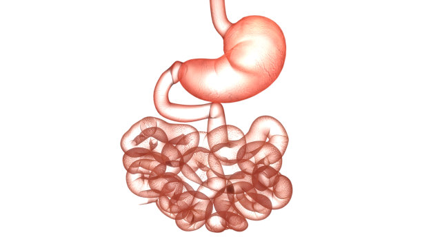 人体消化系统胃与小肠解剖图片下载