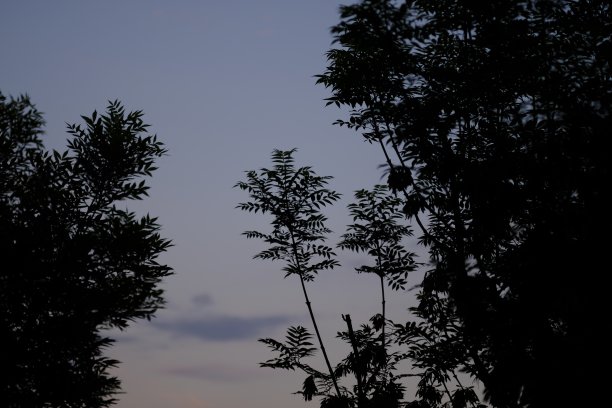 轮廓的植物图片下载