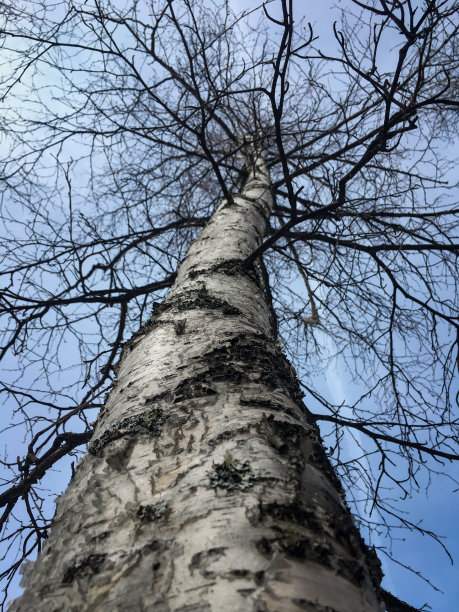 抬头看桦树抽象视图图片下载