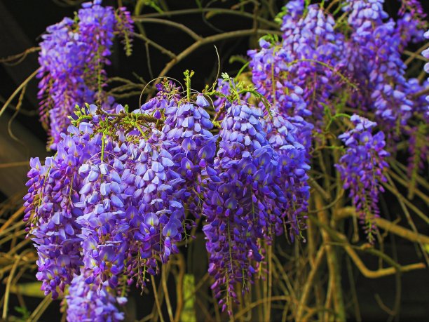 花坛梯田:位于意大利科摩湖的地中海紫藤下素材图片