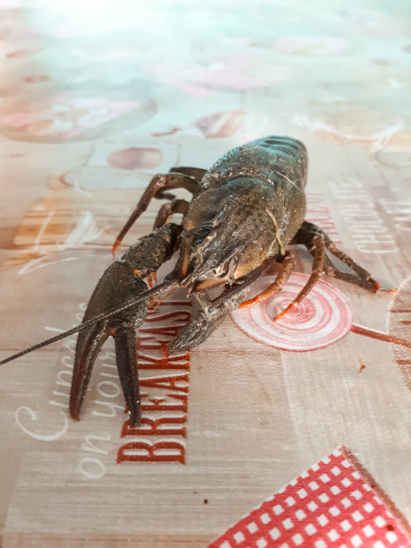 单是河蟹就躺在桌子上了。住癌症。图片下载