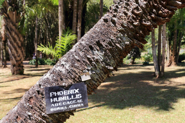 凤凰棕榈树图片下载