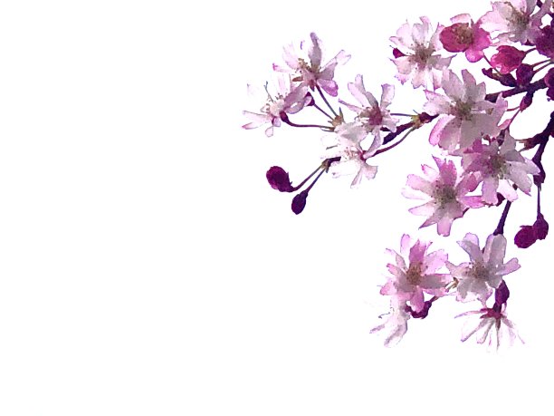 对光:樱花半透明图片下载