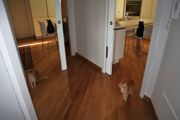 镜中的猫图片下载