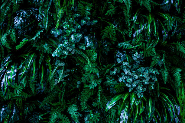 特写的绿色怪物的叶子和棕榈树的背景自然视图图片下载