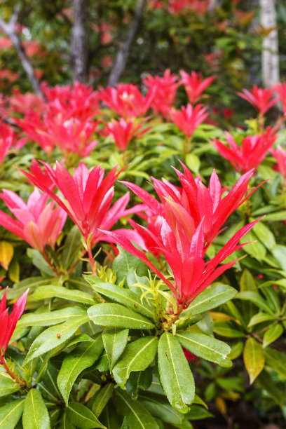 美丽的红色杜鹃花在花园里图片下载