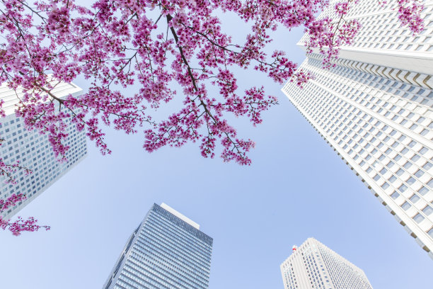抬头看那座高大的建筑和粉红色的花朵图片下载