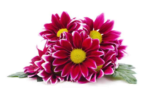 一束美丽的菊花。图片下载