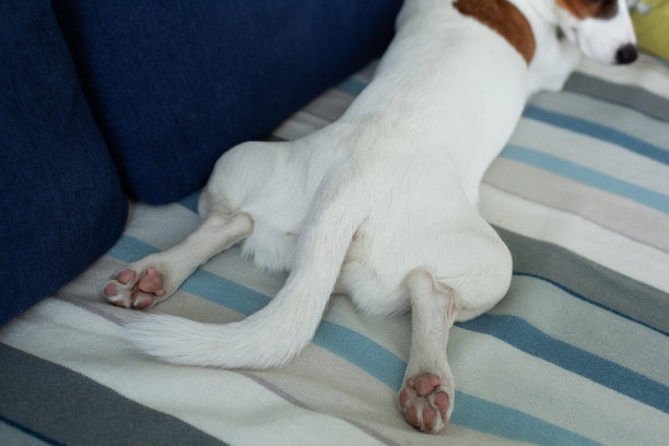 狗爪露出脚垫。浅色爪子的特写杰克罗素梗。睡觉的狗爪子在宏观细节。可爱的小狗在客厅睡觉。狗在散步后躺在沙发上休息和放松。图片下载