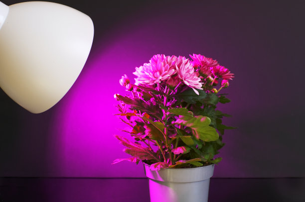 紫外led灯下的植物特写。购买、出售。菊花。植物生长LED灯，Phytolamps。室内植物在fito灯下。图片下载
