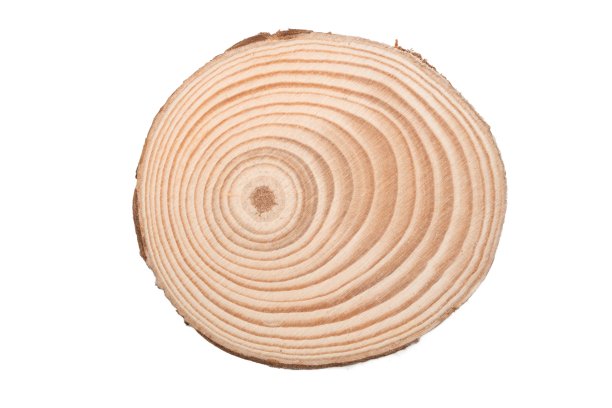 木树切割表面孤立白色图片下载