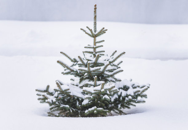 圣诞假期的概念。图片下载