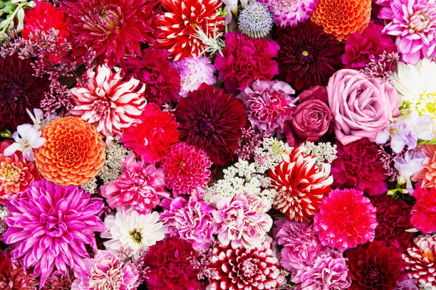 秋季彩色花卉背景，花坛，彩色花朵地毯，俯视图图片下载