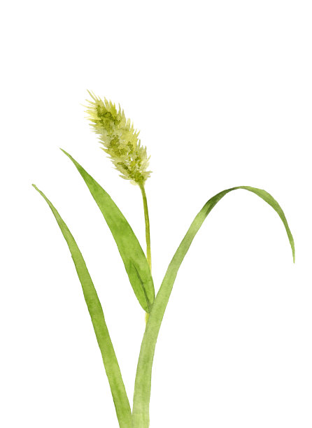 绿狐尾草素材图片