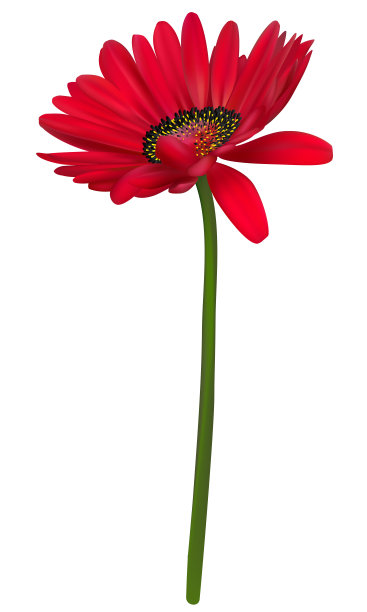 红色的花。花的背景。孤立。非洲菊。图片下载