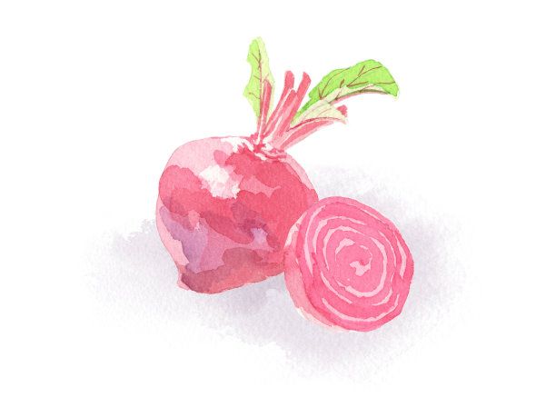 甜菜。水彩画在白色的背景图片下载