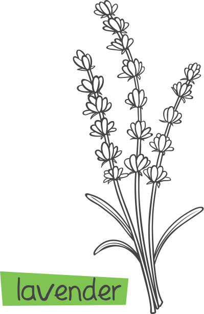 薰衣草手绘图片下载