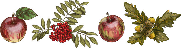 一片片五彩缤纷的秋叶与孤立的果实图片下载