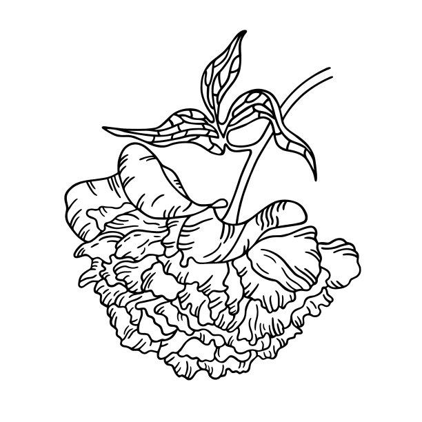 手画牡丹花朵图片下载