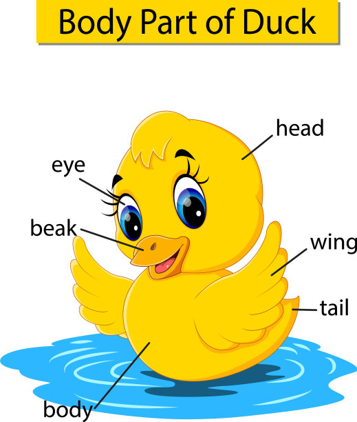 图显示鸭子的身体部位图片下载