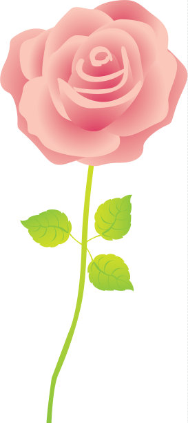 粉红色玫瑰，茎叶花型图片下载
