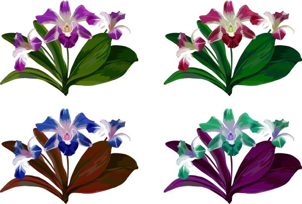 兰花花绿叶白图片下载