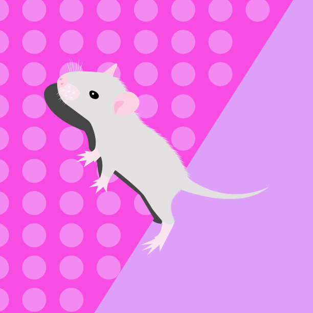 宠物鼠装饰鼠家鼠可爱鼠可爱图片下载