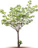 树木孤立图片下载