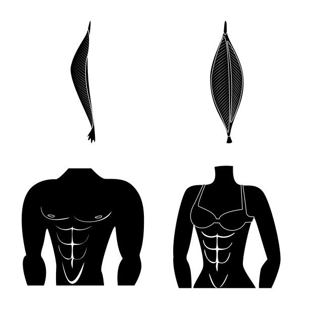 人体和身体符号集图片下载