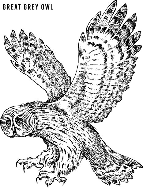 大灰猫头鹰野生森林猛禽手图片下载