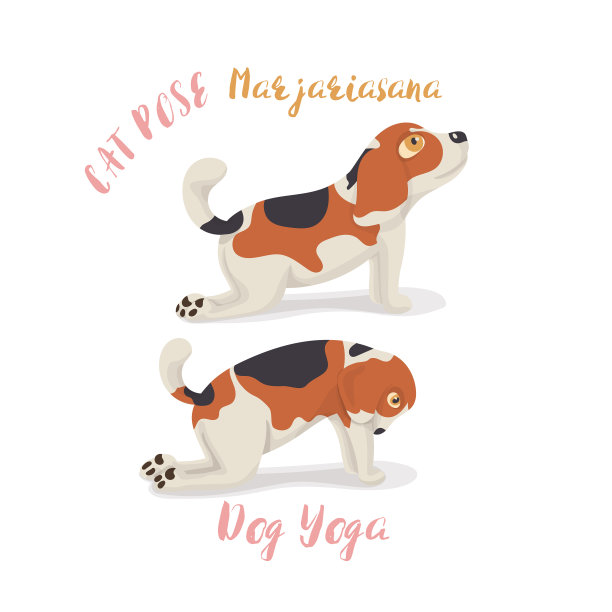 可爱的卡通比格犬在瑜伽姿势沉思图片下载