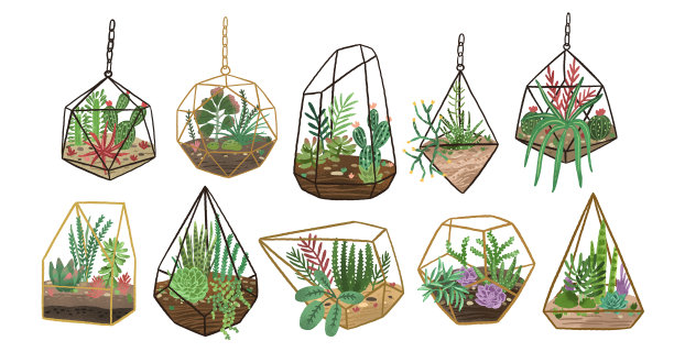 收集仙人掌等多肉植物图片下载