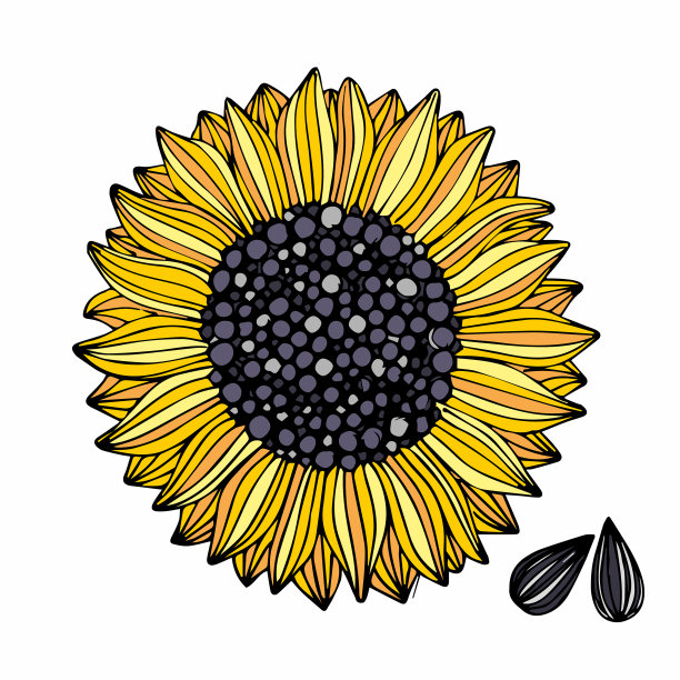 向日葵手绘设计图片下载