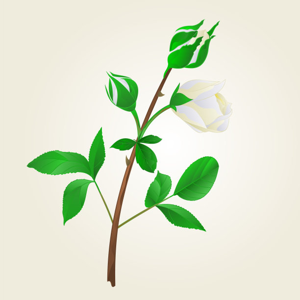 花蕾白玫瑰茎与叶vintage图片下载