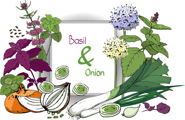 洋葱和罗勒图片下载