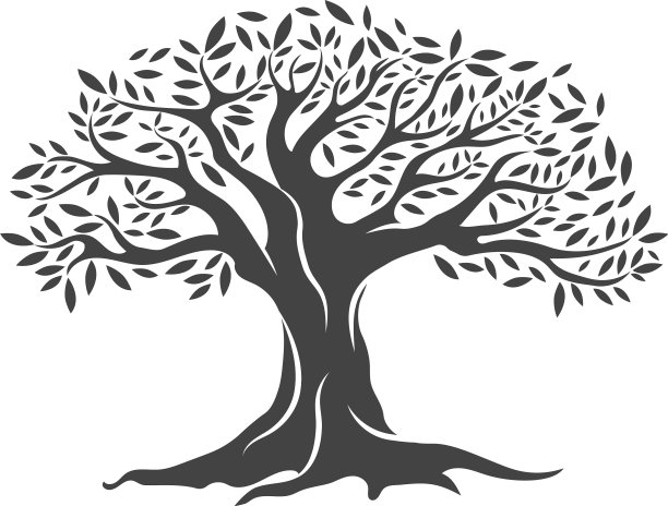 橄榄树图片下载