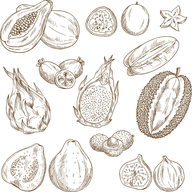 奇异热带水果孤立素描集图片下载