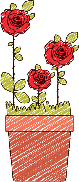 彩色铅笔画的花红玫瑰种植图片下载