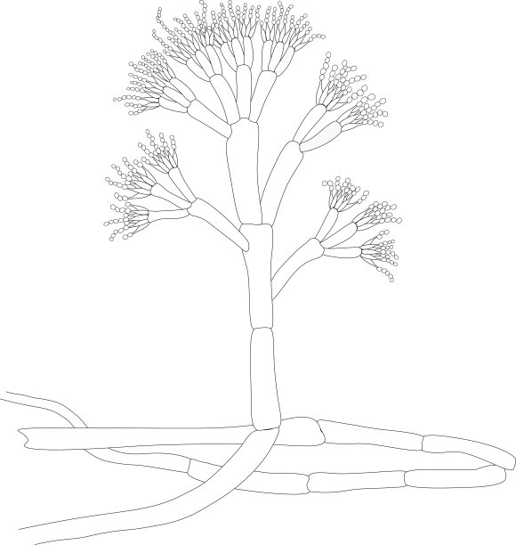 特异的结构图片下载