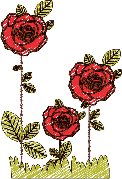 彩色铅笔画的花玫瑰种植图片下载