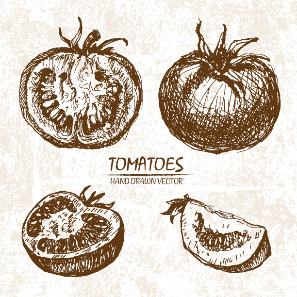 数字详细的番茄手绘图片下载