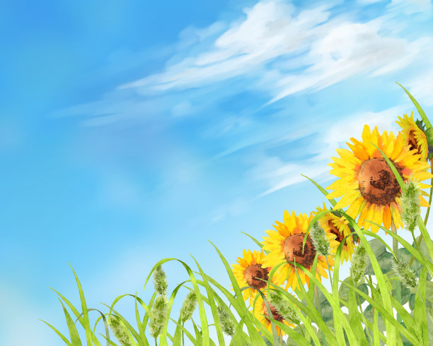 向日葵和草地素材图片