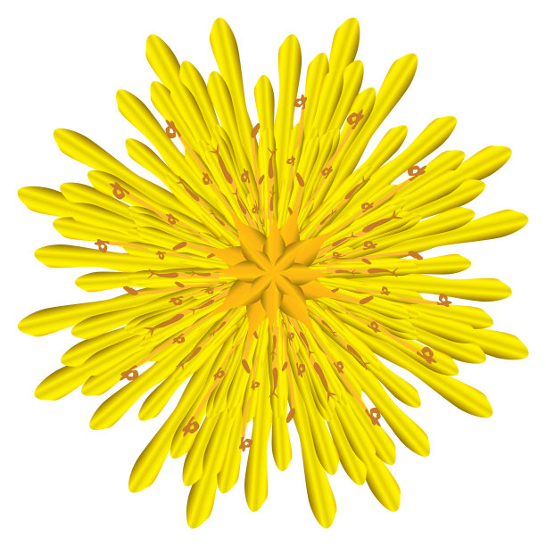 图形的花图片下载