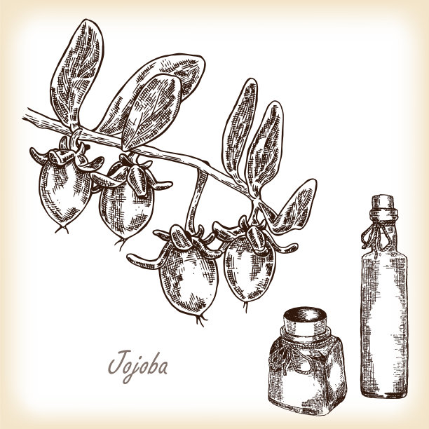 荷荷巴水果和玻璃瓶图片下载