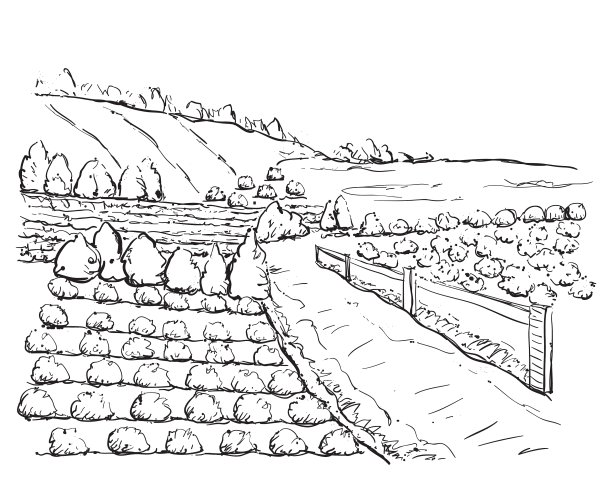 树木和田野手绘图片下载