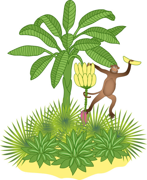 香蕉棕榈树和猴子图片下载