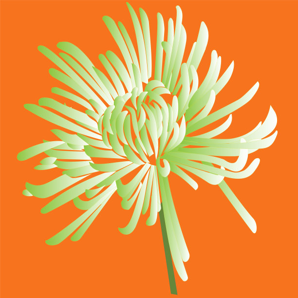 橘色背景的chrisanium沙拉图片下载